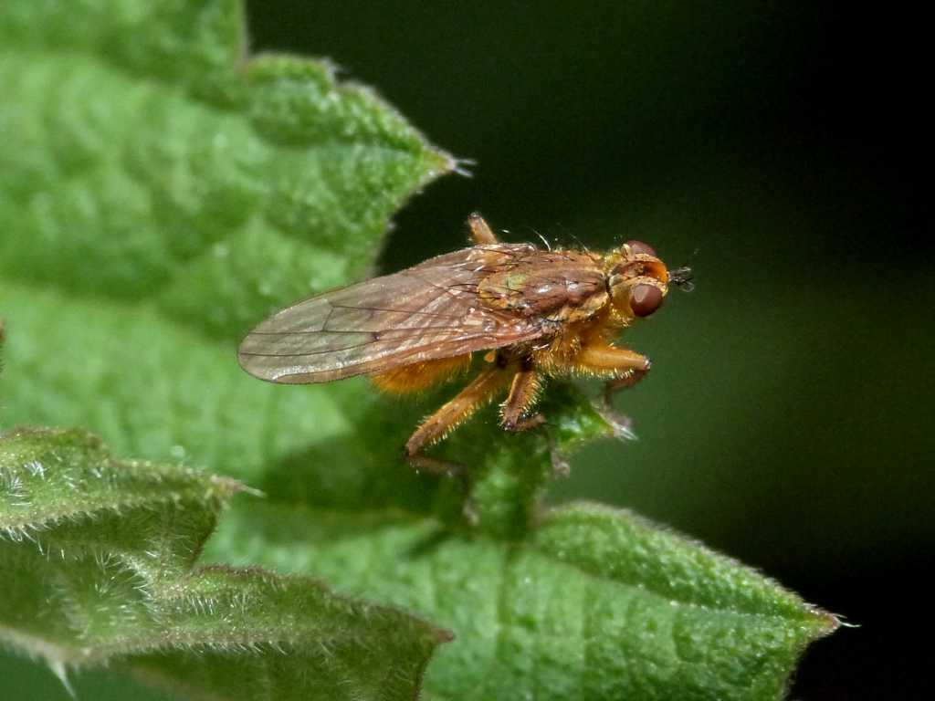 Scatophaga stercoraria (maschi e femmine?)